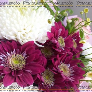 Превью Букет из хризантем «Дива»