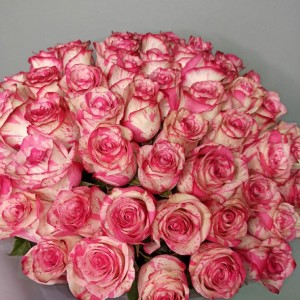 Превью Букет из 51 розы «Меджик»