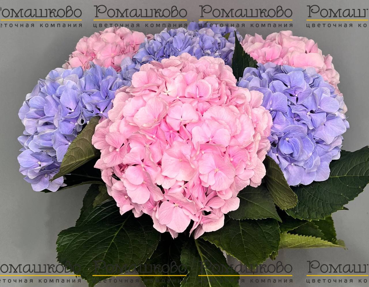 Букет из 5 элегантных гортензий
