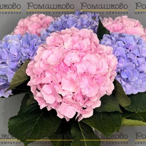 Превью Букет из 5 элегантных гортензий