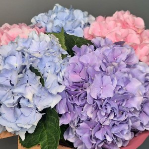 Превью Букет из 5 элегантных гортензий