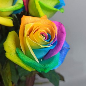 Превью Роза радужная