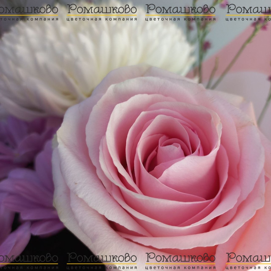 Букет из хризантем «Феличе»