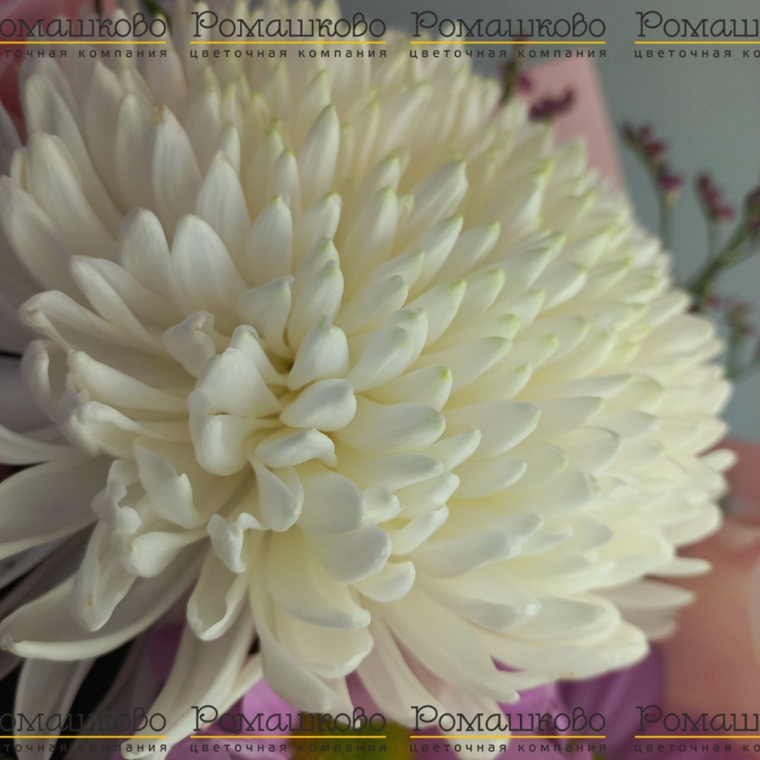 Букет из хризантем «Феличе»