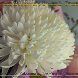 Превью Букет из хризантем «Феличе»