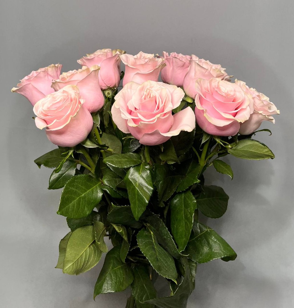 Роза микс 60 см