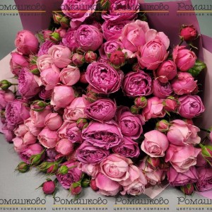 Превью Букет из кустовых роз «Селесте»