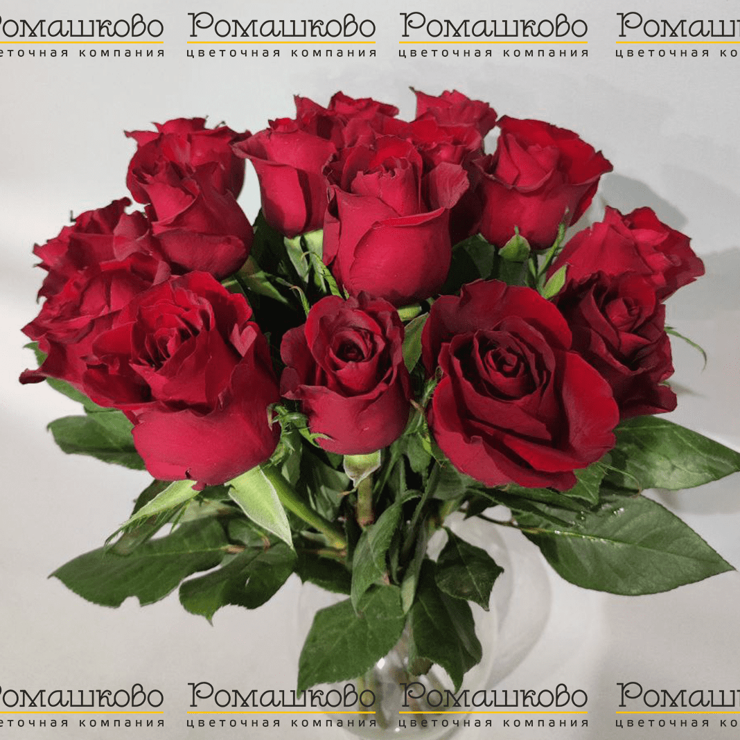 15 красных роз Кения (50см)