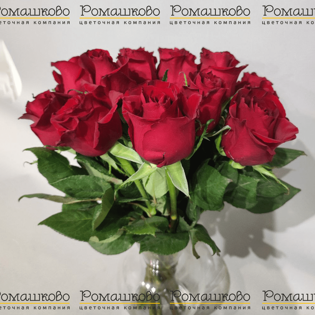 15 красных роз Кения (50см)