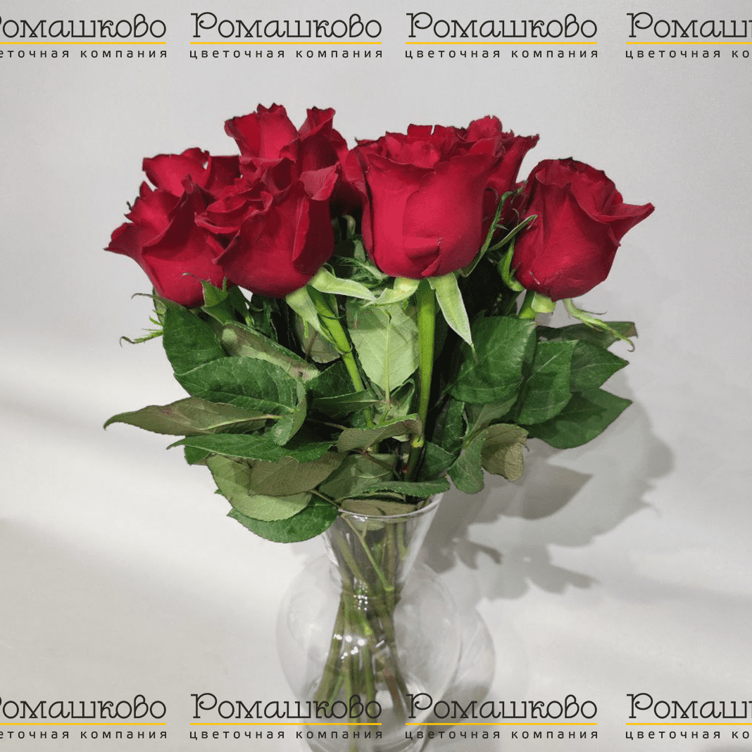 15 красных роз Кения (50см)