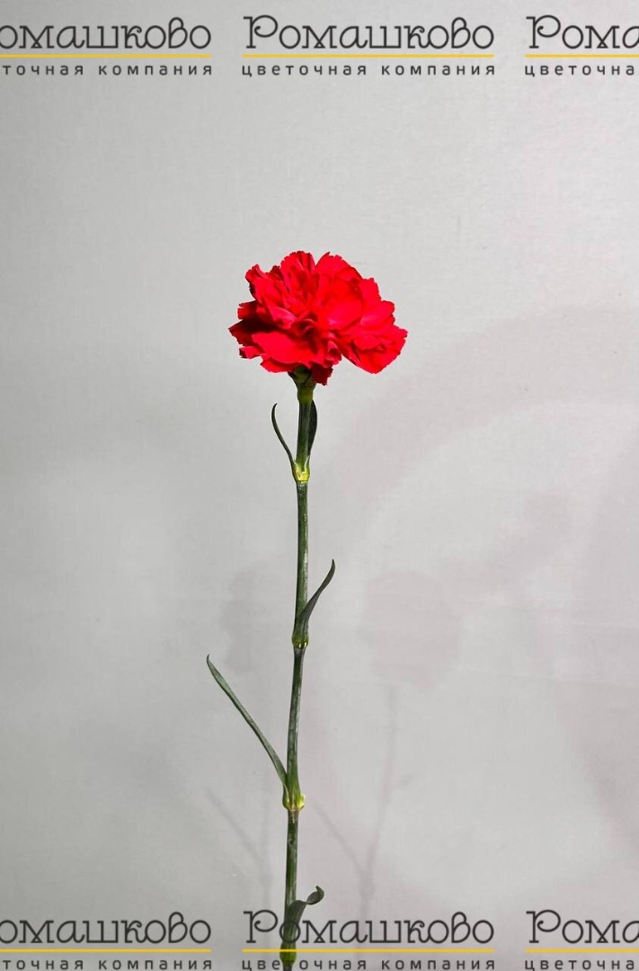 Гвоздика красная одноголовая (Эквадор), 70 см