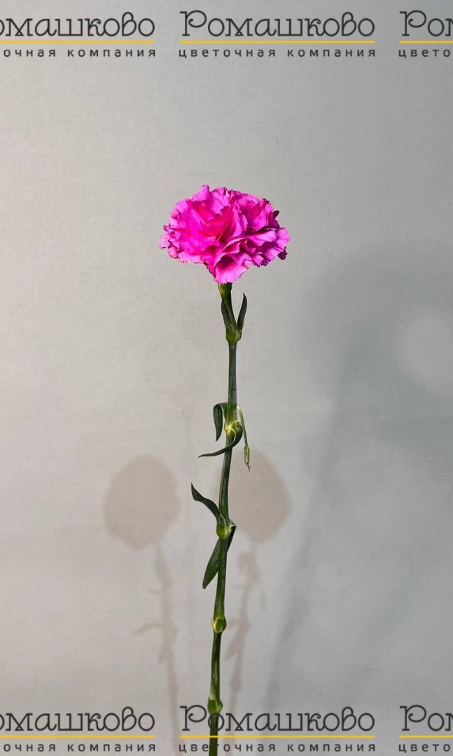Гвоздика сортовая (Колумбия), 70 см №2