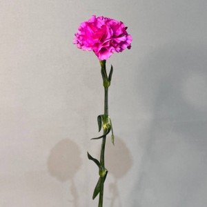 Превью Гвоздика сортовая (Колумбия), 70 см №2