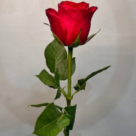 Роза (Кения) 40 см за 130 - «Ромашково» в Красноярске