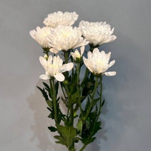 Превью Хризантема кустовая Алтай (Голландия) 70 см 110гр