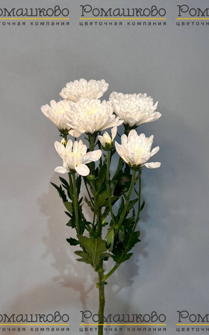 Хризантема кустовая Алтай (Голландия) 70 см 110гр