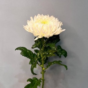 Превью Хризантема крупноцвет Магнум 70 см 120 гр