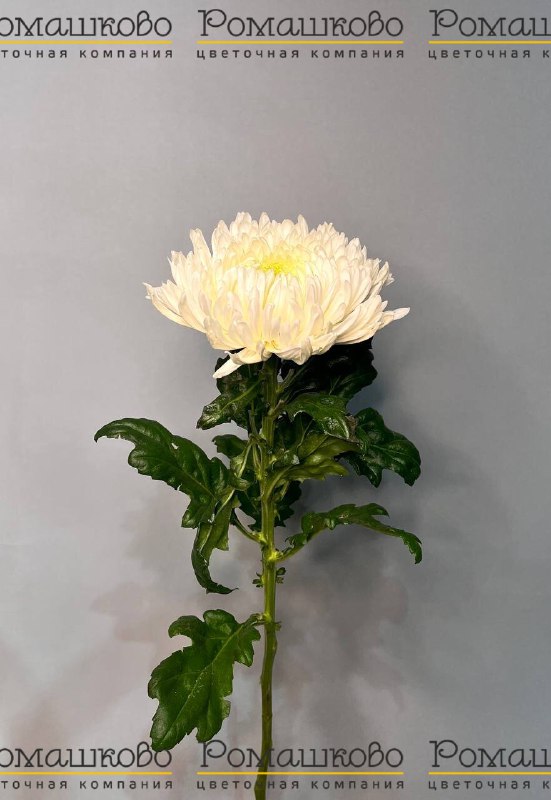 Хризантема крупноцвет Магнум 70 см 120 гр