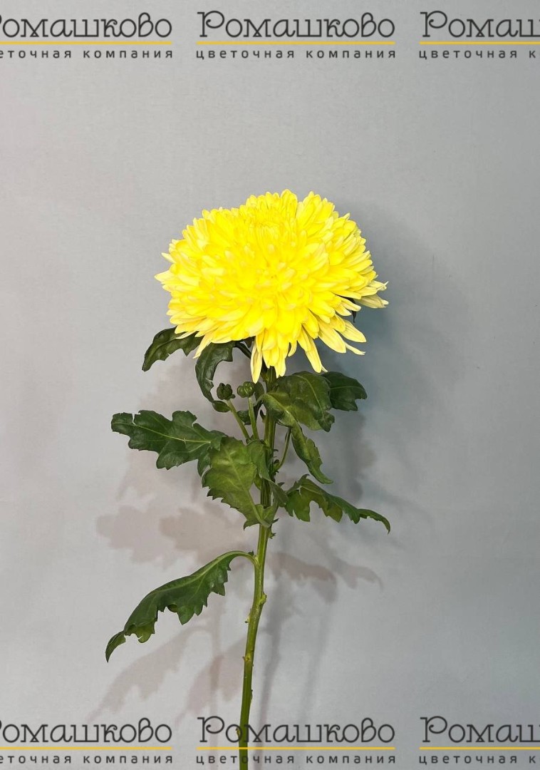 Хризантема крупноцвет Магнум желтый 70 см 120 гр