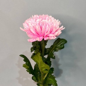 Превью Хризантема крупноцвет Антонов крашеный 70 см 120 гр №1