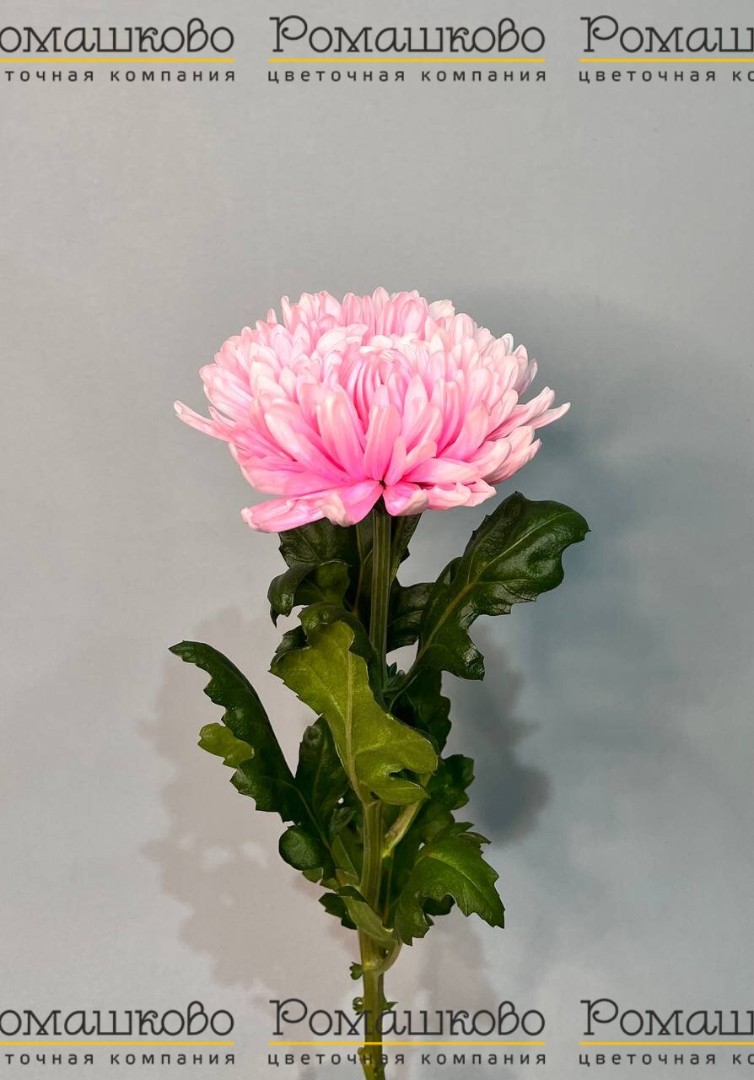 Хризантема крупноцвет Антонов крашеный 70 см 120 гр №1