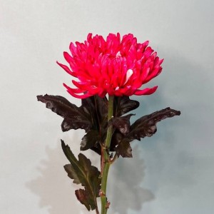 Превью Хризантема крупноцвет Антонов крашеный 70 см 120 гр №2