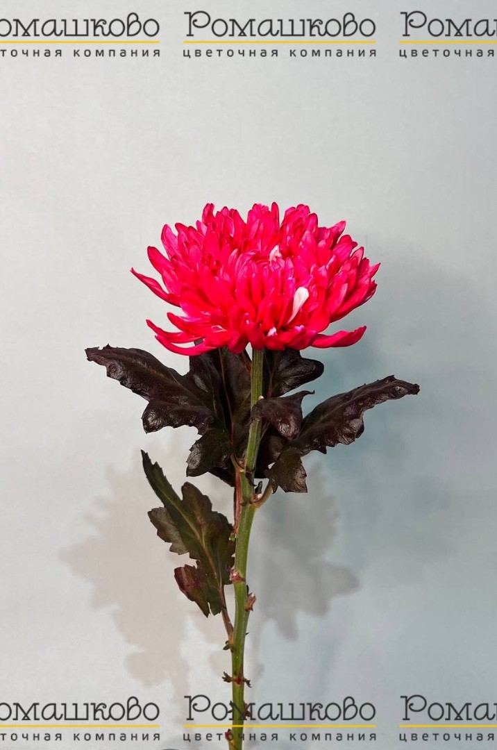 Хризантема крупноцвет Антонов крашеный 70 см 120 гр №2