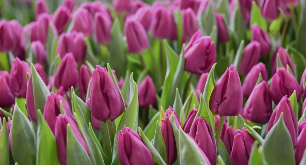 Пурпл принц