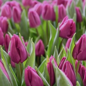 Превью Пурпл принц