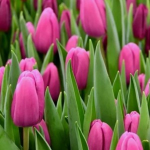 Превью Фортресс