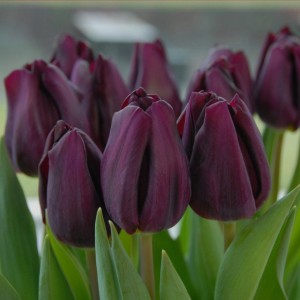 Превью Пурпл Ай