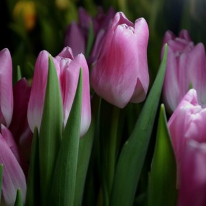 Превью Аргос