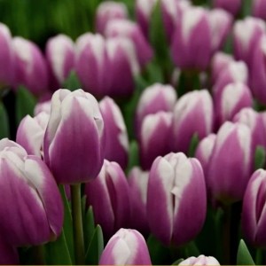 Превью Либридже