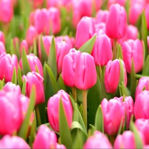 Превью Баре альта