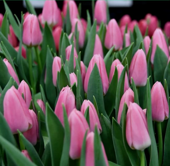 Матчмейкер