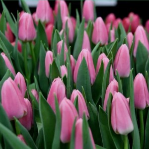 Превью Матчмейкер