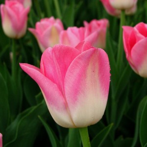 Превью Супермодель