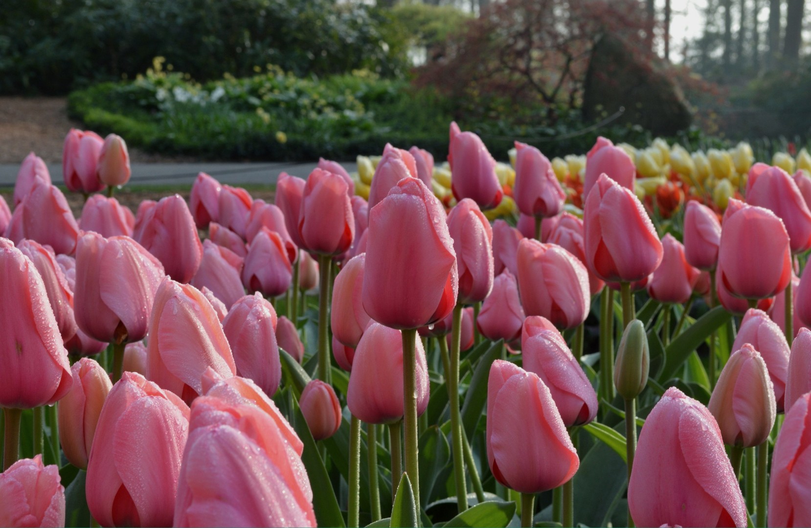 Джамбо пинк