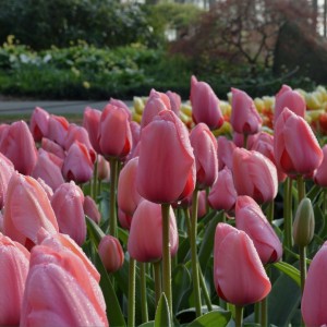 Превью Джамбо пинк