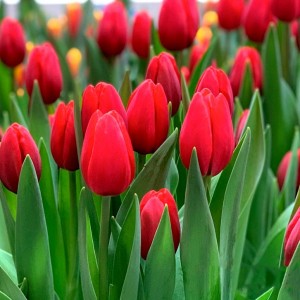 Превью Ред стоун