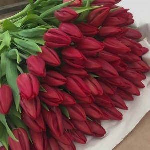 Превью Карри