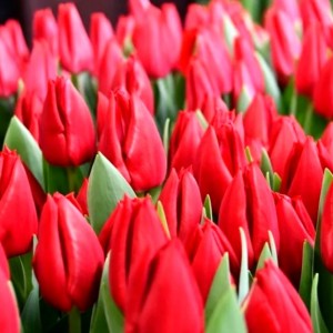 Превью Ред пауэр