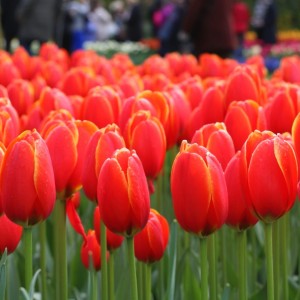 Превью Веранди