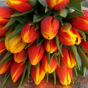 Превью Хенни ван де Мост