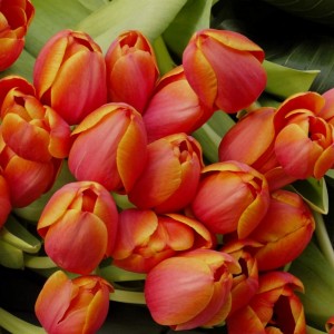 Превью Алоха