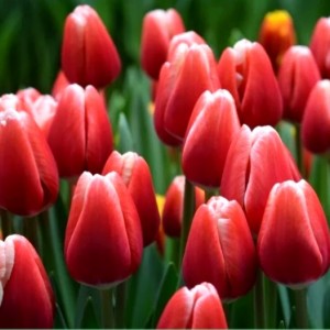 Превью Таймелес