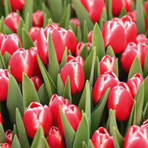 Превью Кунг фу