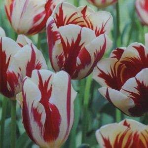 Превью Хеппи Дженерейшен