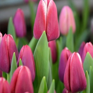 Превью Лорнах