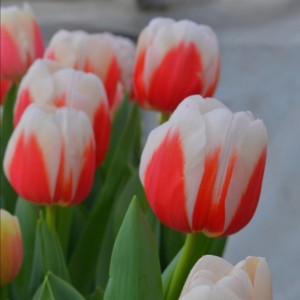 Превью Roman Empire